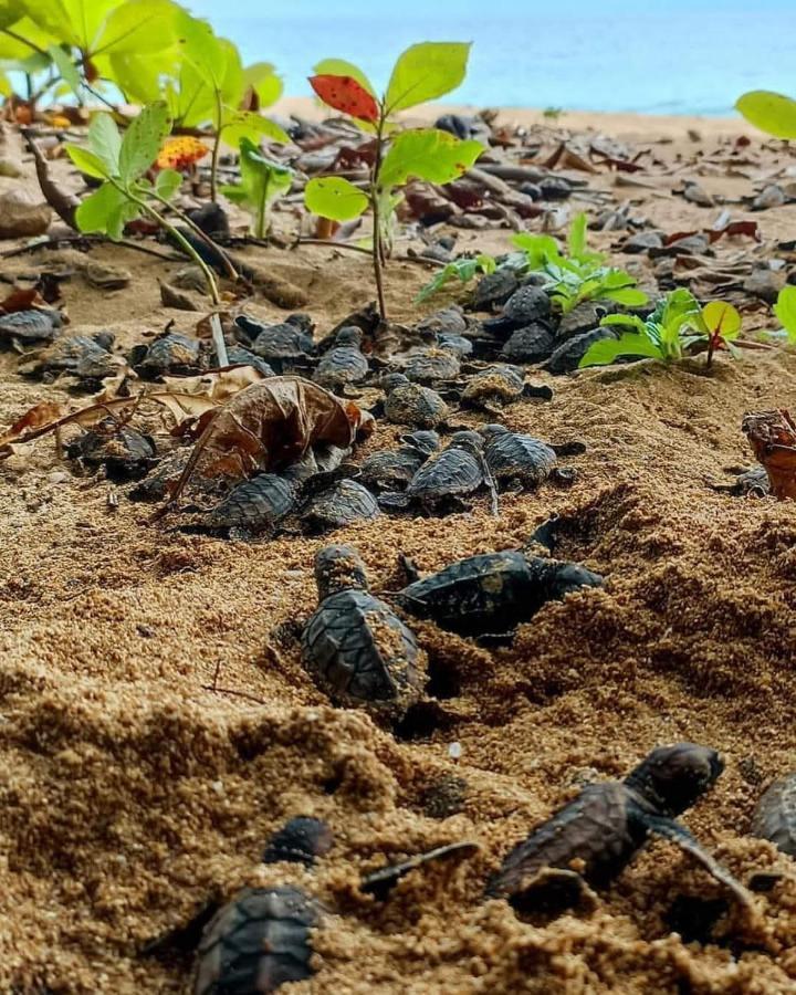 Caribbean View Apartman Tortuguero Kültér fotó