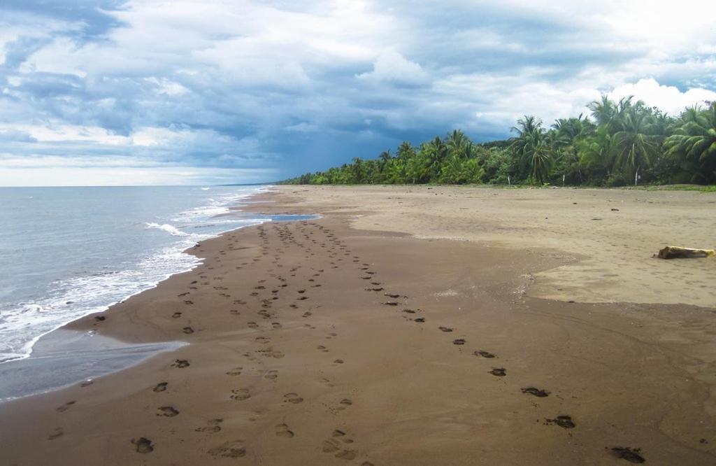 Caribbean View Apartman Tortuguero Kültér fotó