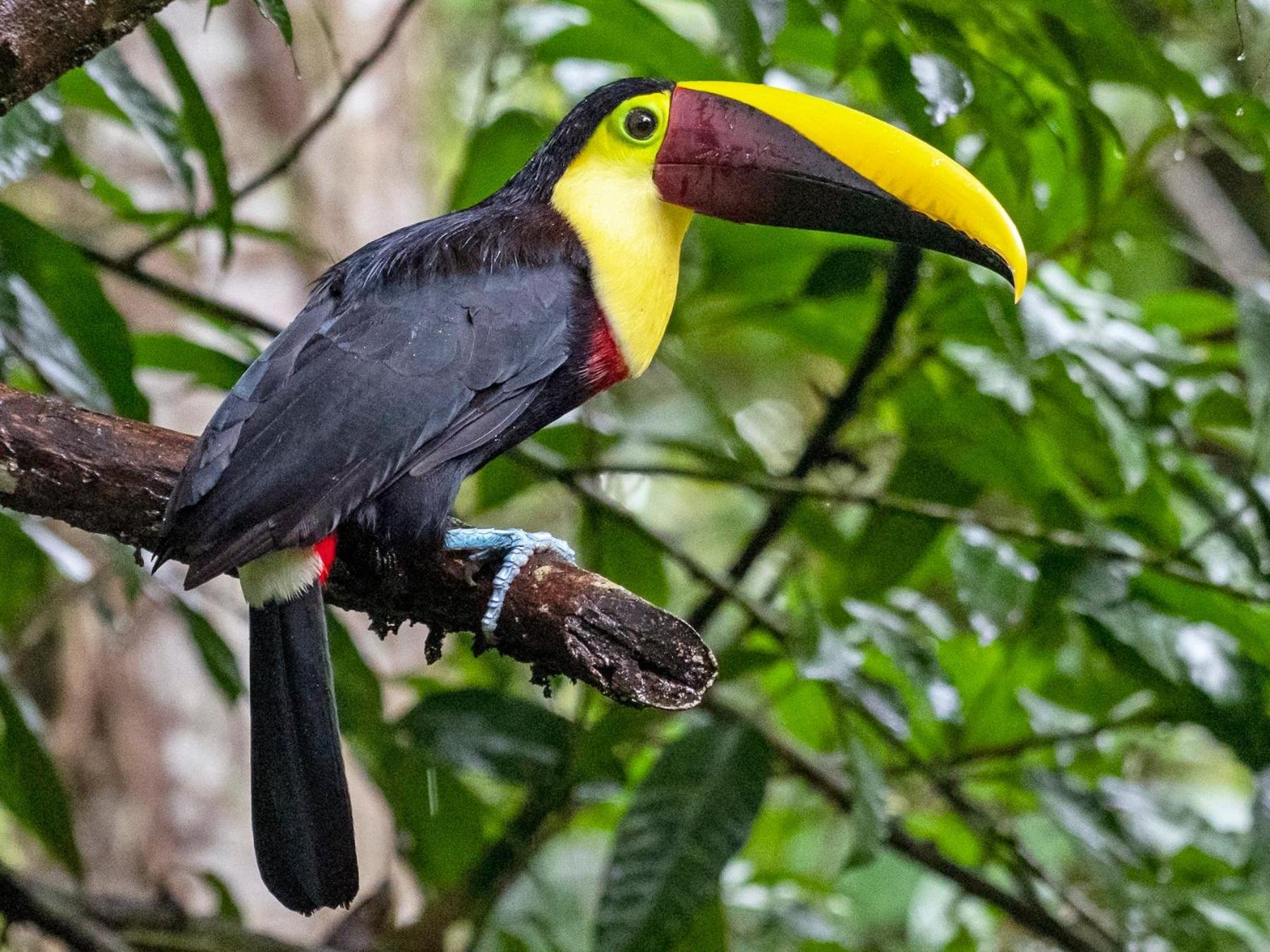 Caribbean View Apartman Tortuguero Kültér fotó