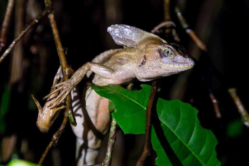Caribbean View Apartman Tortuguero Kültér fotó