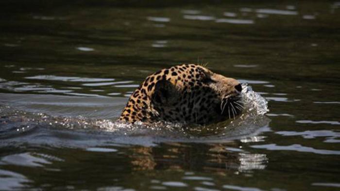 Caribbean View Apartman Tortuguero Kültér fotó