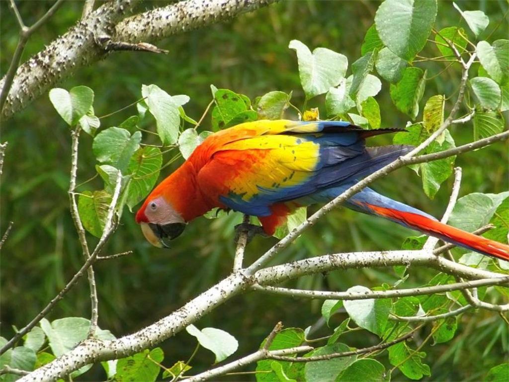Caribbean View Apartman Tortuguero Kültér fotó