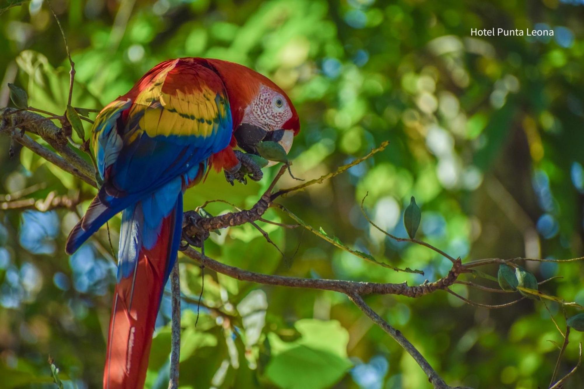 Caribbean View Apartman Tortuguero Kültér fotó
